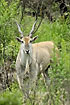 Eland - the largest antilope 