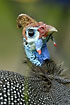 Photo ofHelmeted Guineafowl/ Tufted Guineafowl (Numida meleagris). Photographer: 