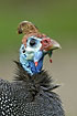 Close-up of a guineafowl - pretty and colorful