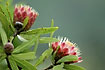 Red protea flowers