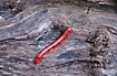 Red miliped on log indicates that it is poisonous via the warning coloration