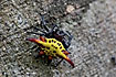 Photo of (Gasteracantha sp.). Photographer: 