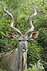 Greater Kudu with large horns - a real hunters trophy