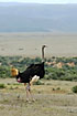 Ostrich male making a huge bird dropping