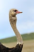 Ostrich male in profile swallowing a large chunk of grass