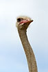 Foto af Masaistruds (Struthio camelus). Fotograf: 