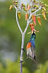 Photo ofGreater Double-collared Sunbird (Cinnyris afer/Nectarinia afra). Photographer: 