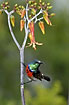 Sunbird on the move after a nectar meal
