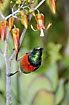 Sunbird on nectar rich plant