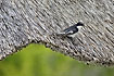 Flycatcher on thatched roof