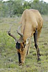 A medium sized antilope grazing