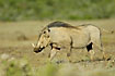 Warthog passing by
