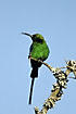 A Malachite Sunbird singing in the morning