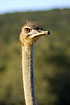 Ostrich staring