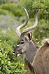Kudu eating leaves