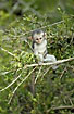 Young monkey male