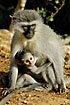 Young monkey hanging on to its mothers tit
