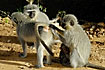 Monkeys grooming each others for lice and other parasites