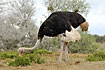 Ostrich eating small leaves