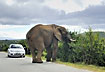 A car emphasizes the size of the elephant