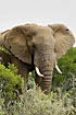 Older elephant with earholes