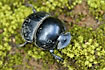Photo ofAddo flightless dung beetle (Circellium bacchus). Photographer: 