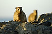 Photo ofCape Rock Hyrax/Rock Dassie (Procavia capensis). Photographer: 