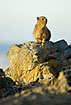 Dassie on rock at the sea