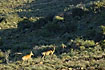 Red Hartebeests in the Great Karoo landscape