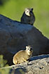 Foto af Klippegrvling (Procavia capensis). Fotograf: 