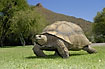 The largest tortoise of the region