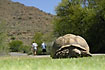 The largest tortoise of the region eating grass