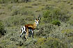 Foto af Springbok (Antidorcas marsupialis). Fotograf: 