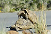 Tortoises mating on the tarred road