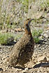 Grey-winged Francolin stretching