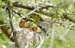 Cape White-Eye feeding the hungry chicks in the nest