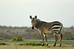 Cape Mountain Zebra in morning light