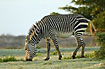 Cape Mountain Zebra grazing in morning light