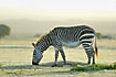 Cape Mountain Zebra in morning light
