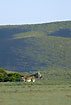 Cape Mountain Zebra making sounds in the hilly landscape