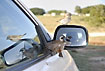 Cape Sparrow male fighting against its own mirror image