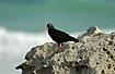 African Oystercatcher and the green waves of the Indian Ocean in the back