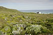 The species rich fynbos close to the sea