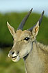 Close-up of the largest antilope