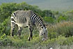 Cape Mountain Zebra grazing