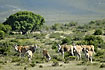 A group of Elands grazing