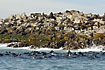 A large Cape Fur Seal colony attracts the largest density of Great White Sharks in the world