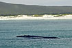 Photo ofSouthern Right Whale (Eubalaena australis). Photographer: 