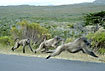Aggressive baboons fighting in full speed