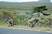 Aggressive baboons speeding - note the long sharp teeth